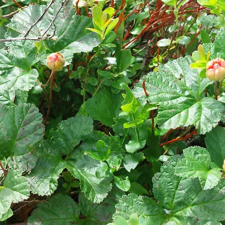 ベッド・アンド・ブレックファスト In With Norway